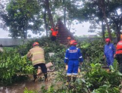 Respon Cepat Tim Gabungan Evakuasi Pohon Tumbang di Banyuwangi