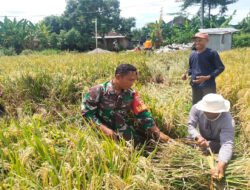 Pastikan Data Produksi Akurat, Babinsa Dampingi Ubinan Padi