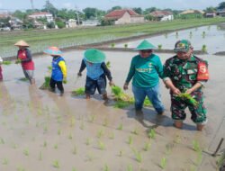 Babinsa Kodim Ponorogo Turun ke Sawah Tanam Padi Wujudkan Ketahanan Pangan