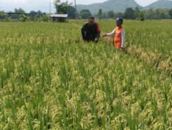 Petani Rawat Tanaman Padi, Babinsa Kodim Ponorogo Dampingi