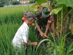 Babinsa Ngepeh Dampingi Petani Cegah Serangan Hama Tikus