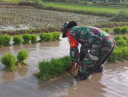 Babinsa Tambakmas Dukung Ketahanan Pangan Lewat Pendampingan Petani