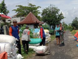 Babinsa Kodim Ponorogo Pendampingan Petani Panen Padi