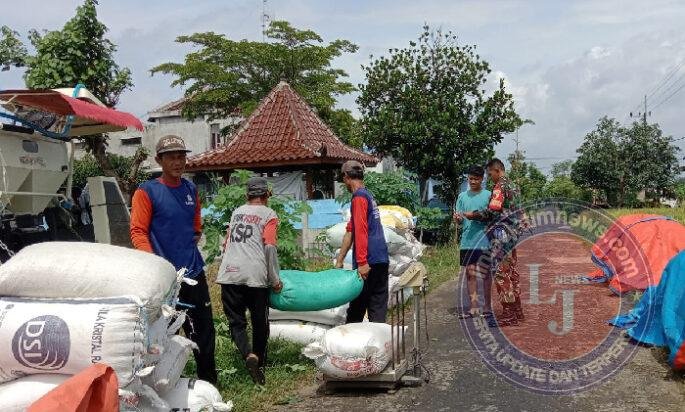 Babinsa Kodim Ponorogo Pendampingan Petani Panen Padi