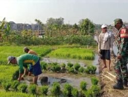 Babinsa Kodim Ponorogo Dampingi Petani Siapkan Bibit Padi
