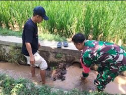 Optimalkan Hasil Panen, Babinsa Desa Kresek Bersama Poktan Sido Luhur Atur Pengairan Sawah