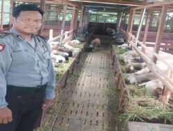 Aipda Agus, Polisi Desa yang Sukses Jadi Peternak Domba