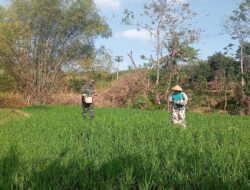 Aktif Lakukan Pendampingan, Babinsa Kodim Ponorogo Bantu Petani Pupuk Tanaman Padi