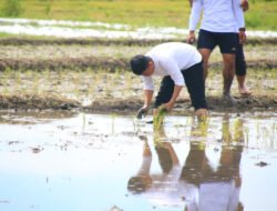 Lahan SAE Lapas Banyuwangi Mulai Ditanam Padi, Kalapas: Dukung Ketahanan Pangan dan Wujud Program Pembinaan