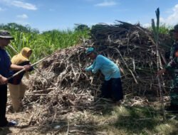 Babinsa Dampingi Petani Sumbergayam Tanam Tebu Bulu Lawang untuk Perkuat Swasembada Gula