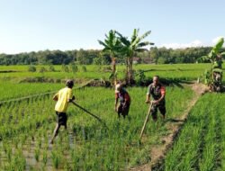 Babinsa Kodim Ponorogo Pendampingan Petani Bantu Bersihkan Gulma Tanaman Padi