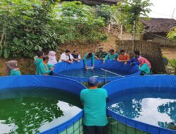 Peran TNI AD Dalam Tematik Budidaya Ikan Lele Di Wilayah Teritorial