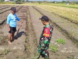 Babinsa Palur Bantu Petani Tingkatkan Produktivitas Lahan Pertanian