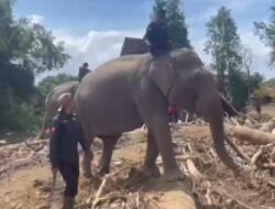 Sinergi Polri dan BKSDA : Gajah Dikerahkan Bersihkan Material Banjir di Pidie Jaya