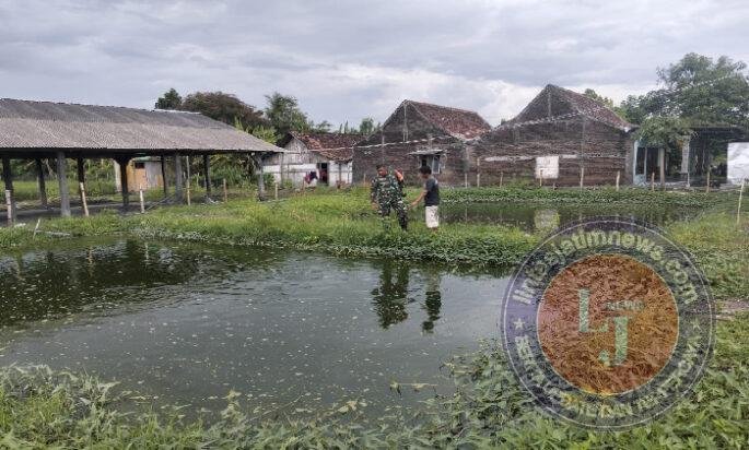 Babinsa Purworejo Dorong Peningkatan Ekonomi Warga Lewat Budidaya Ikan Patin