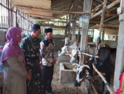 Babinsa Koramil Mojosongo Dorong Peternak Boyolali Tingkatkan Mutu Genetik Sapi Potong