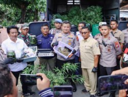 Polres Jombang Bongkar Budidaya Ganja di Rumah Kontrakan,110 Batang Disita