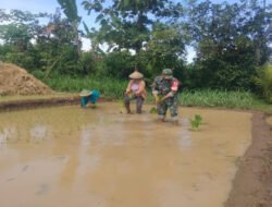 Babinsa Morang Dampingi Petani Tanam Padi, Dukung Ketahanan Pangan di Kare
