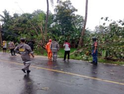 Respons Cepat Aparat, Pohon Tumbang di Jalur Nasional Trenggalek-Ponorogo Berhasil Dievakuasi