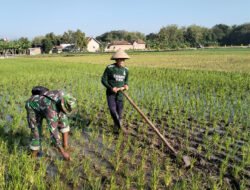Babinsa Desa Banaran Bantu Petani Bersihkan Rumput di Lahan Sawah