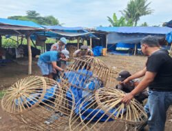 Polresta Banyuwangi Bongkar Arena Judi Sabung Ayam