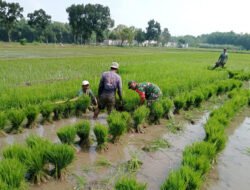 Babinsa Kertosari Dampingi Petani Laksanakan Penyimpanan Benih Padi