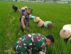 Babinsa Bersama Warga Pembersihan Gulma dan Hama Keong di Lahan Pertanian