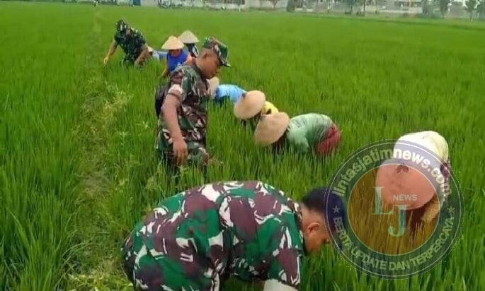 Babinsa Bersama Warga Pembersihan Gulma dan Hama Keong di Lahan Pertanian