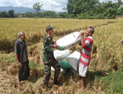 Petani Panen, Babinsa Kodim Ponorogo Bantu Angkat Gabah