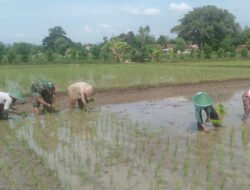 Pendampingan Petani, Babinsa Kodim Ponorogo Bantu Tanam Padi