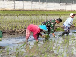 Dukung Ketahanan Pangan, Babinsa Purworejo Dampingi Petani Tanam Padi