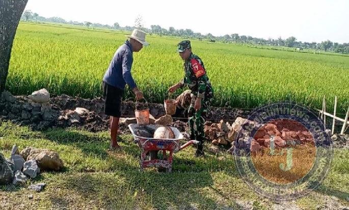 Peduli Lingkungan, Babinsa Dawuhan Gotong Royong Bangun Talud di Persawahan Warga