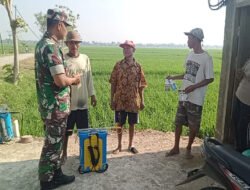 Babinsa Sumbergandu Gelar Komsos Bahas Pencegahan Hama Keong di Lahan Pertanian