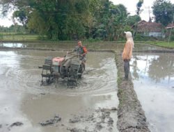 Pendampingan Petani, Babinsa Kodim Ponorogo Bantu Bajak Sawah