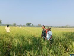 Sinergi Babinsa dan Petani Wonoasri Perkuat Ketahanan Pangan