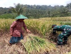 Aktif Dampingi Petani, Babinsa Kodim Ponorogo Bantu Panen Padi