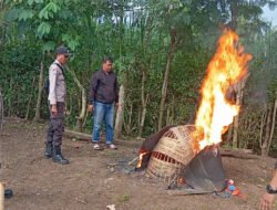 Polres Malang Bongkar Arena Judi Sabung Ayam di Kalipare