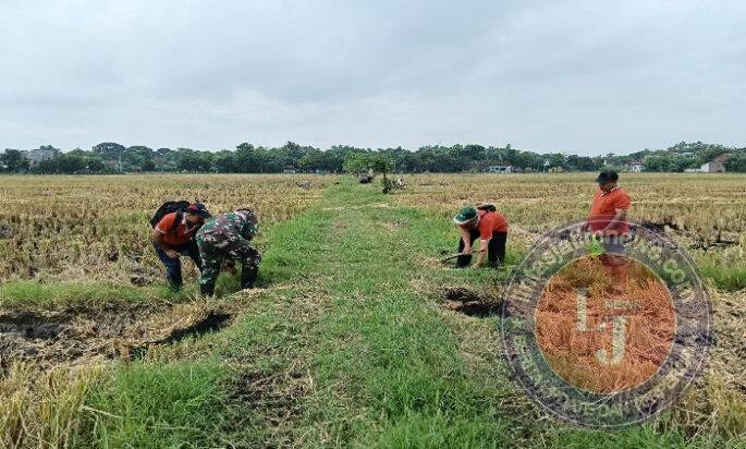 Babinsa Nglames Dampingi Pengukuran Sawah Bengkok untuk Pembangunan Sekolah Rakyat