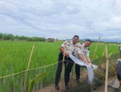 Optimalkan Lahan SAE, Lapas Banyuwangi Tebar 2.000 Benih Ikan Nila