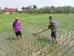 Babinsa Kodim Ponorogo Bantu Petani Penyiangan Tanaman Padi Wujudkan Swasembada Pangan
