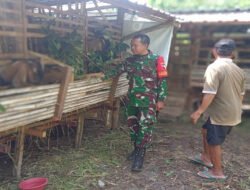 Dari Kandang untuk Kesejahteraan, Babinsa Dampingi Ternak Kambing BUMDes Sumberejo