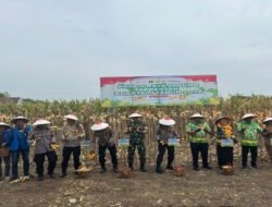 Panen Jagung Serentak Kuartal I 2026 bersama Kapolri, Kapolres Pasuruan Tegaskan Komitmen Ketahanan Pangan