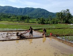 Percepat Proses Tanam, Anggota Kodim Ponorogo Bantu Petani Olah Lahan Sawah