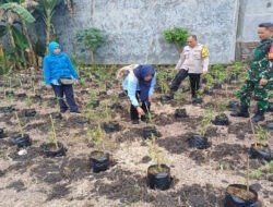 Dari Pekarangan untuk Ketahanan Pangan, Babinsa Buduran Turun Langsung Dampingi Warga