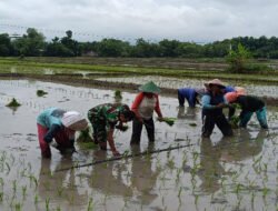 Percepat Masa Tanam, Babinsa Kodim Ponorogo Bantu Petani Tanam Padi