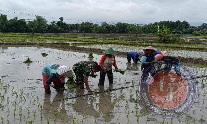 Percepat Masa Tanam, Babinsa Kodim Ponorogo Bantu Petani Tanam Padi