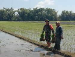 Bersama Petani, Babinsa Pucangrejo Pastikan Persiapan Tanam Padi Berjalan Tepat Waktu