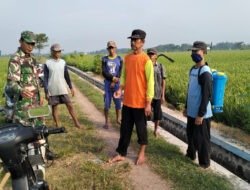 Babinsa Ngadirejo Turun ke Sawah, Dampingi Petani Jaga Harapan Panen