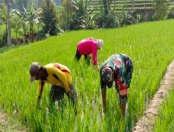 Menjaga Pangan dari Desa, Babinsa Kuwiran Dampingi Petani di Sawah