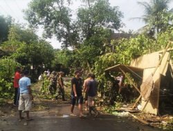 TNI–BPBD Sigap Evakuasi Pohon Jambu Tumbang di Sumberdadi Trenggalek